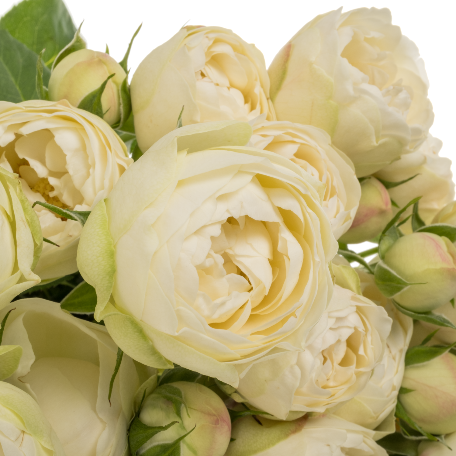 Rose verzweigt creme/weiss Mansfield White Park 70cm