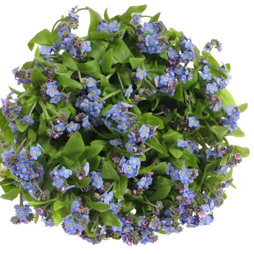 Myosotis blau 40cm x40