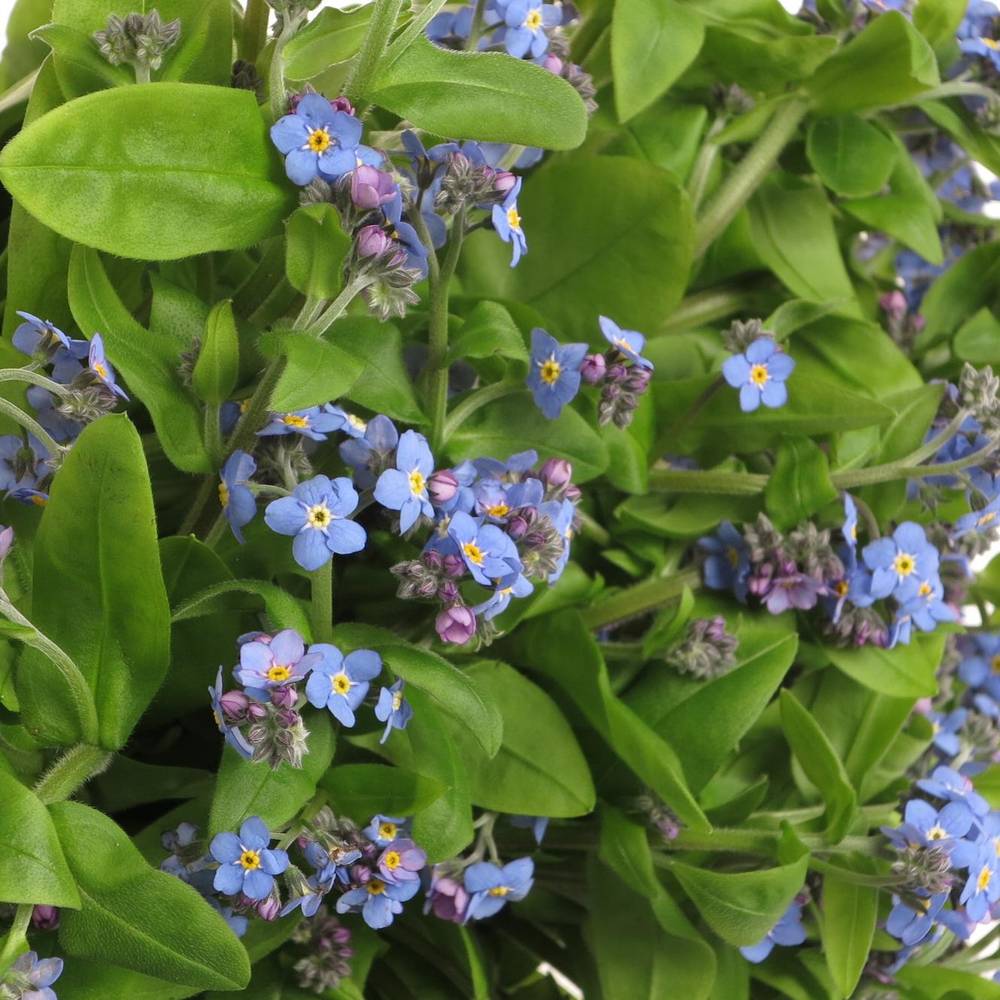 Myosotis blau 40cm x40