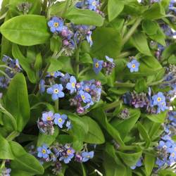 Myosotis blau 40cm x40