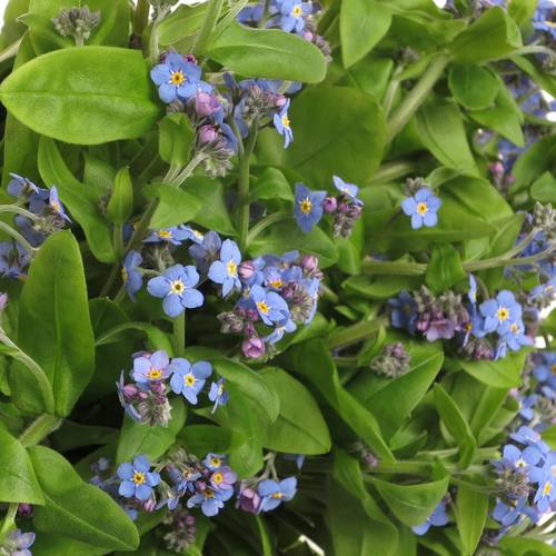 Myosotis blau 40cm x40