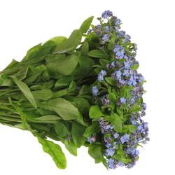 Myosotis blau 40cm x40