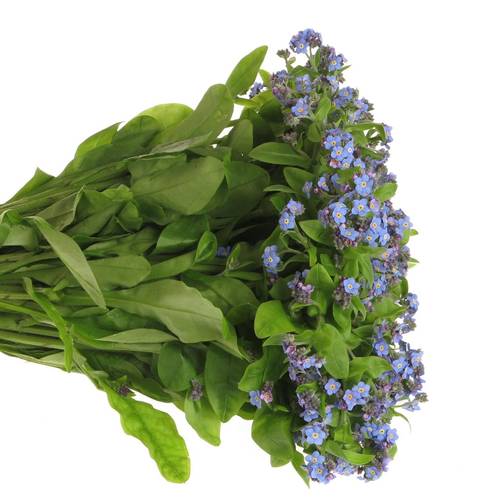 Myosotis blau 40cm x40