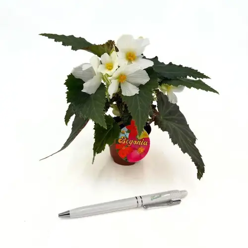 Begonia Boliviensis weiss T06 H018