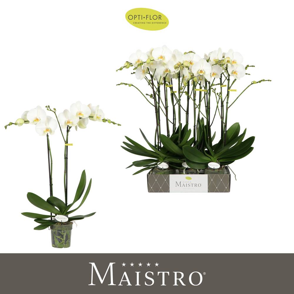 Phal.2-R weiss Maistro Bach T12 H060