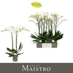 Phal.2-R weiss Maistro Bach T12 H060