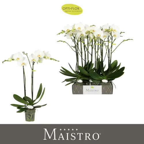 Phal.2-R weiss Maistro Bach T12 H060