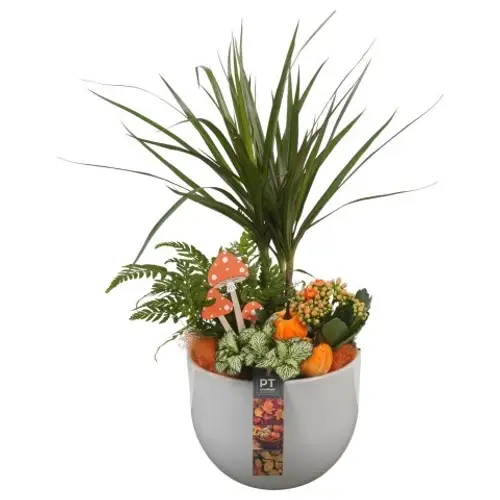 Drac.Arr PTHI5544 Herbst T19 H053