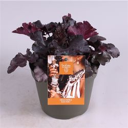 Heuchera schwarz T15 H25