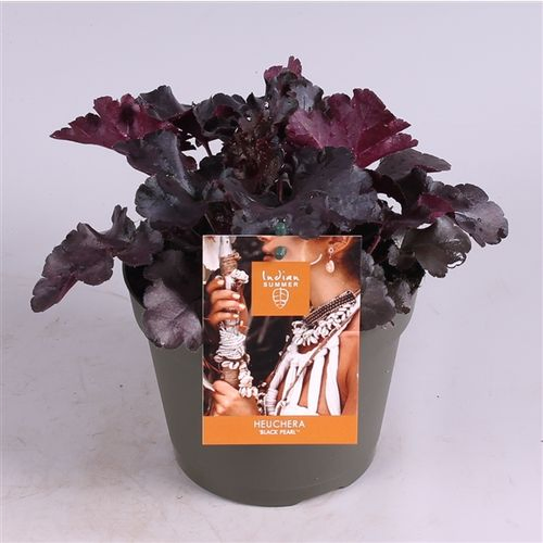 Heuchera schwarz T15 H25