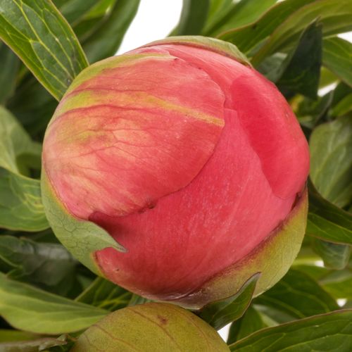 Pfingstrose rosa lachs Charme 45cm