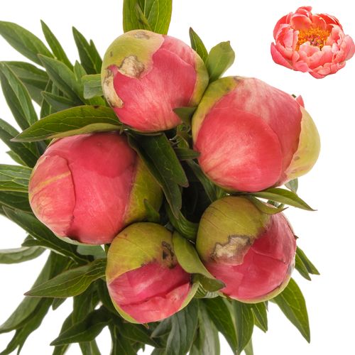Pfingstrose rosa lachs Charme 45cm