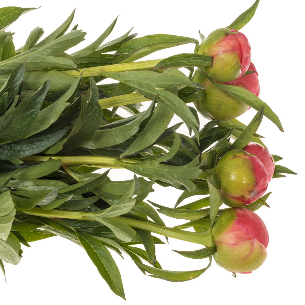 Pfingstrose rosa lachs Charme 45cm
