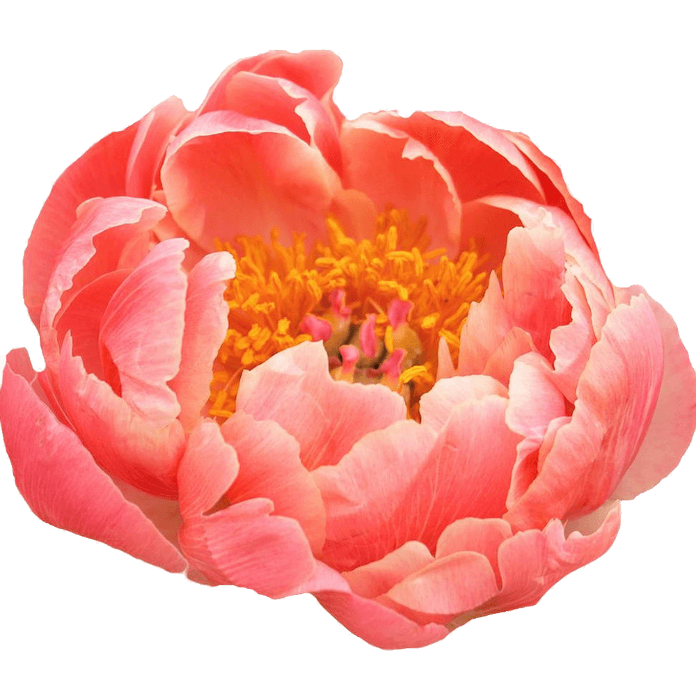 Pfingstrose rosa lachs Charme 45cm