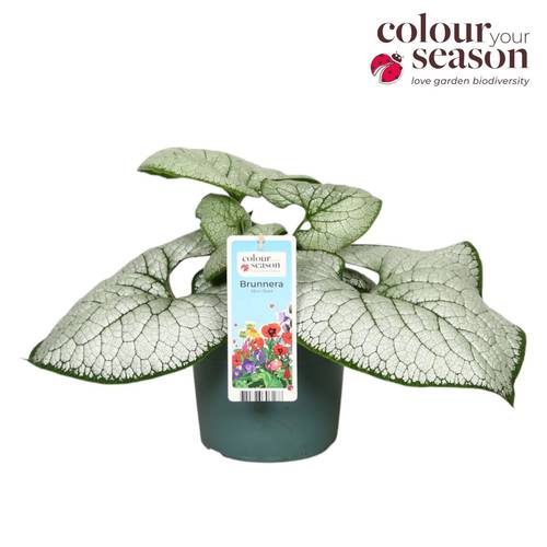 Brunnera grau Silver Heart T19 H040