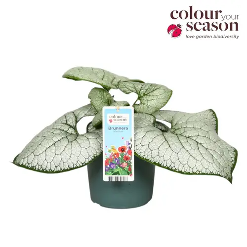 Brunnera grau Silver Heart T19 H040