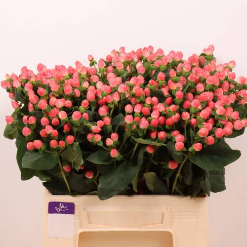 Hypericum lachs Sisu Flirt 40cm