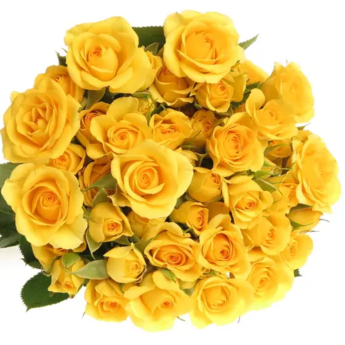 Rose verzweigt gelb Babe 4+Blüte 40cm