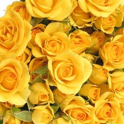 Rose verzweigt gelb Babe 4+Blüte 40cm