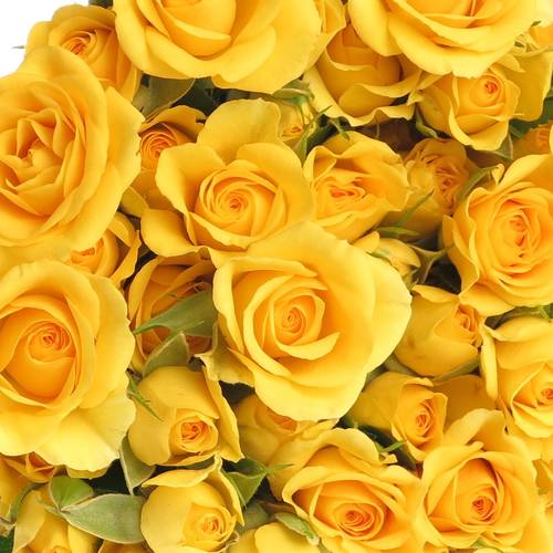 Rose verzweigt gelb Babe 4+Blüte 40cm