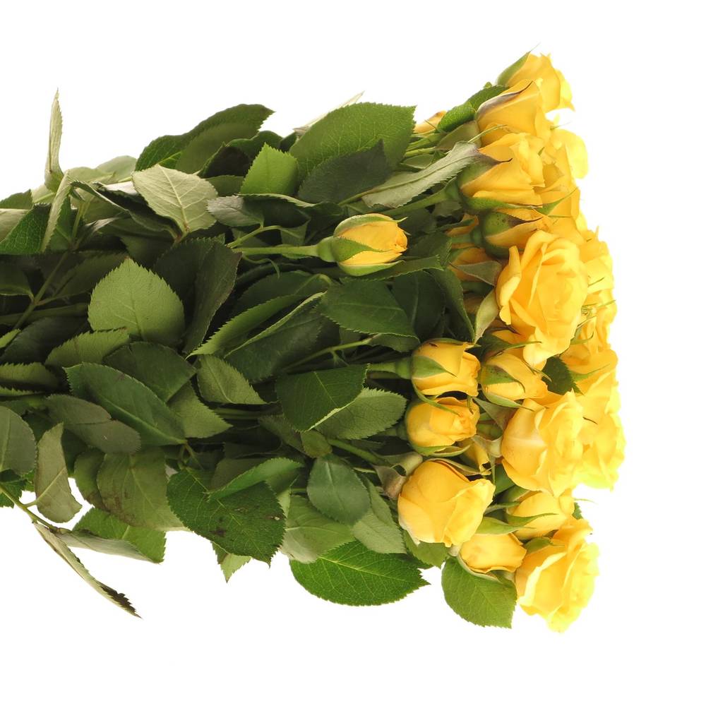 Rose verzweigt gelb Babe 4+Blüte 40cm