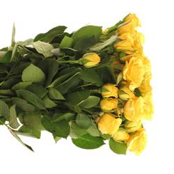 Rose verzweigt gelb Babe 4+Blüte 40cm