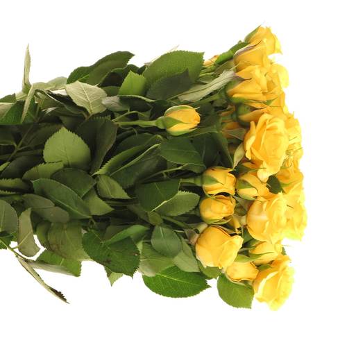 Rose verzweigt gelb Babe 4+Blüte 40cm