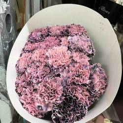 Nelke rosa Rebel gefärbt 60cm