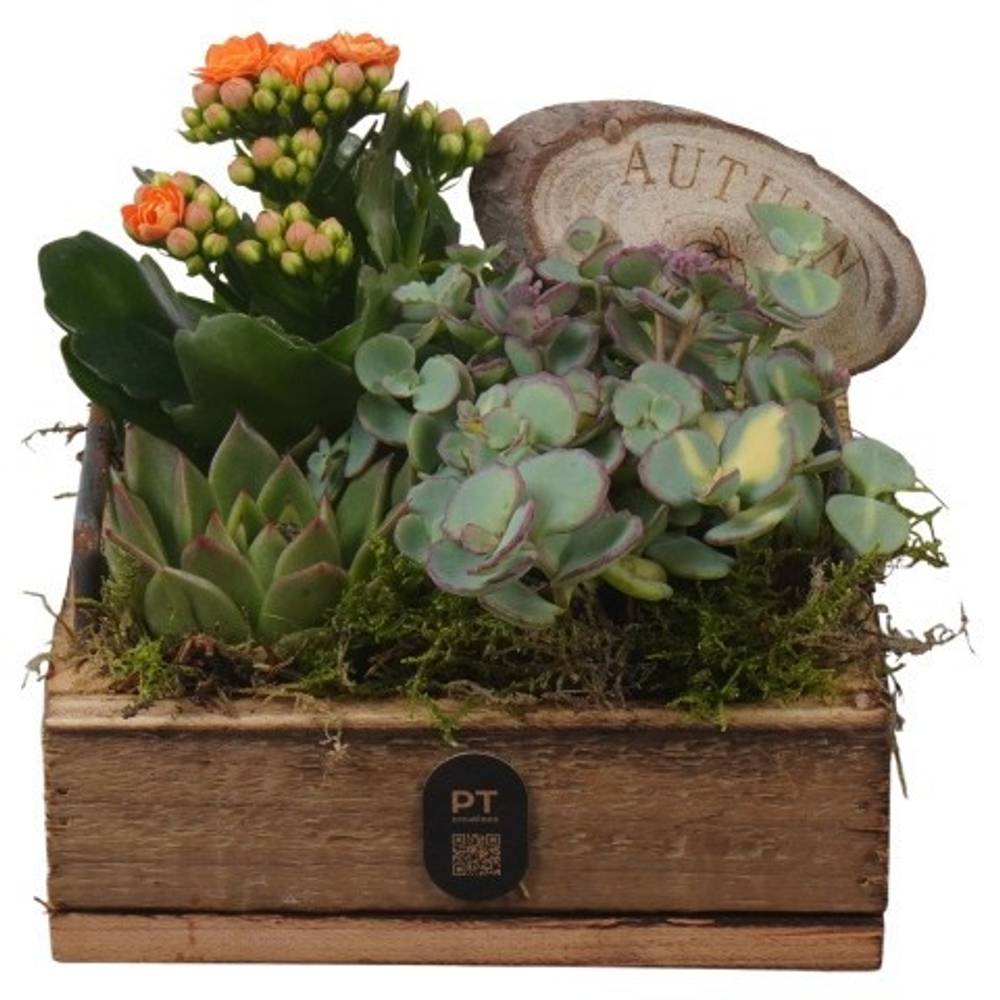 Sukk.Arr PTHI3344 Herbst T15 H015