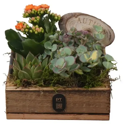 Sukk.Arr PTHI3344 Herbst T15 H015