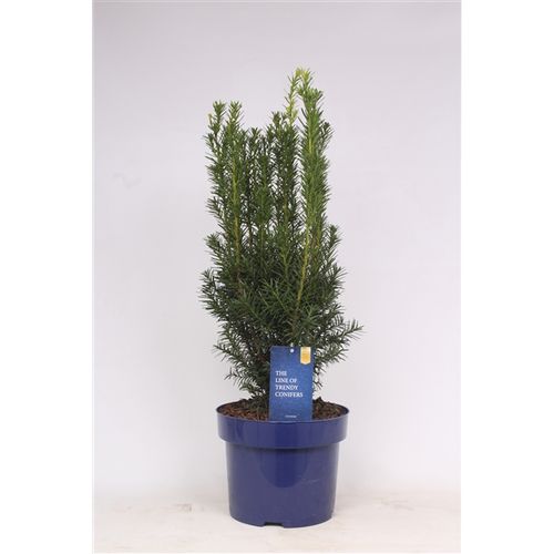 Taxus Media Hicksii T23 H065