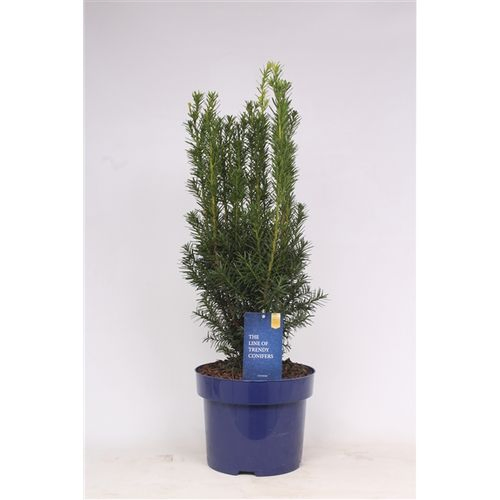 Taxus Media Hicksii T23 H065