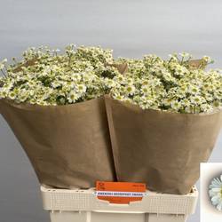 Matrecaria weiss saphira 65cm