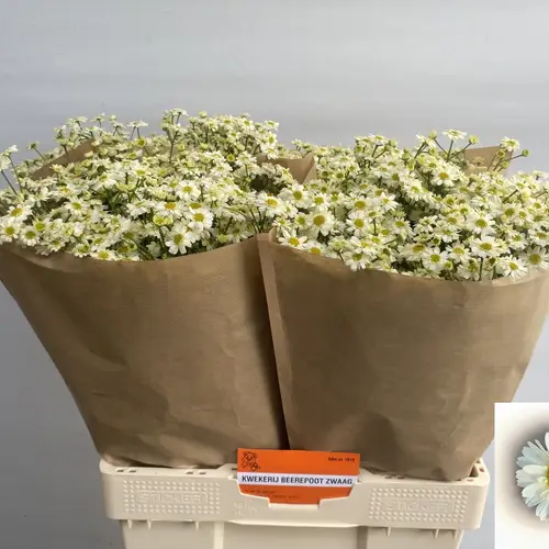 Matrecaria weiss saphira 65cm