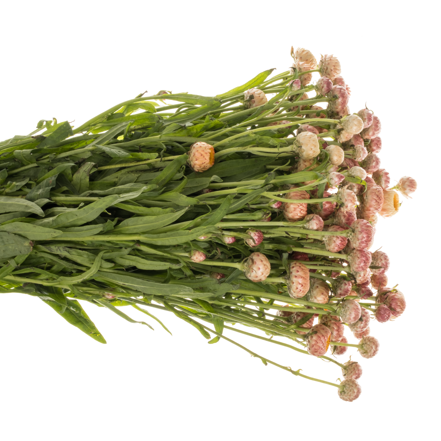 Helicrysum apricot 55cm