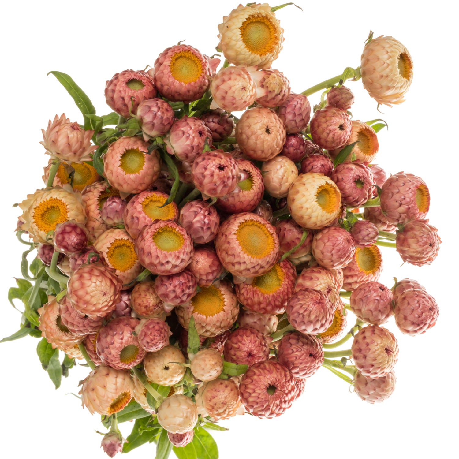 Helicrysum apricot 55cm