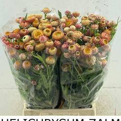 Helicrysum Apricot 55cm
