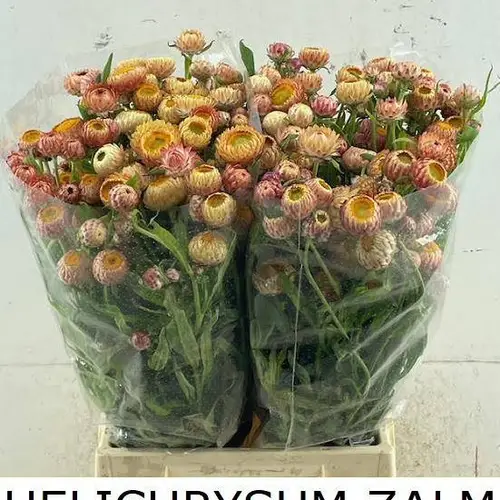 Helicrysum Apricot 55cm