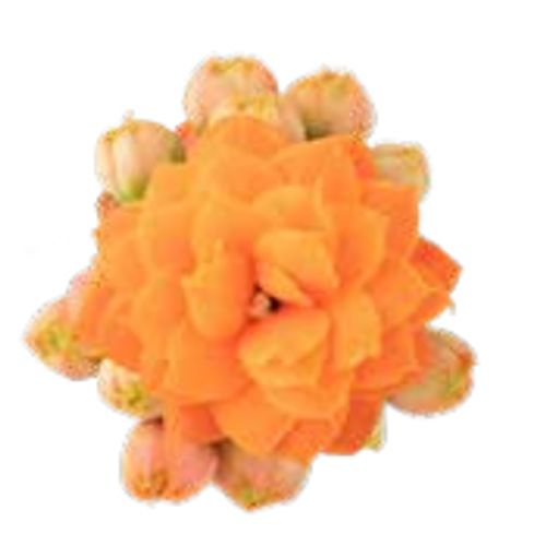 Kal.Gef. orange Calandiva T6 H8