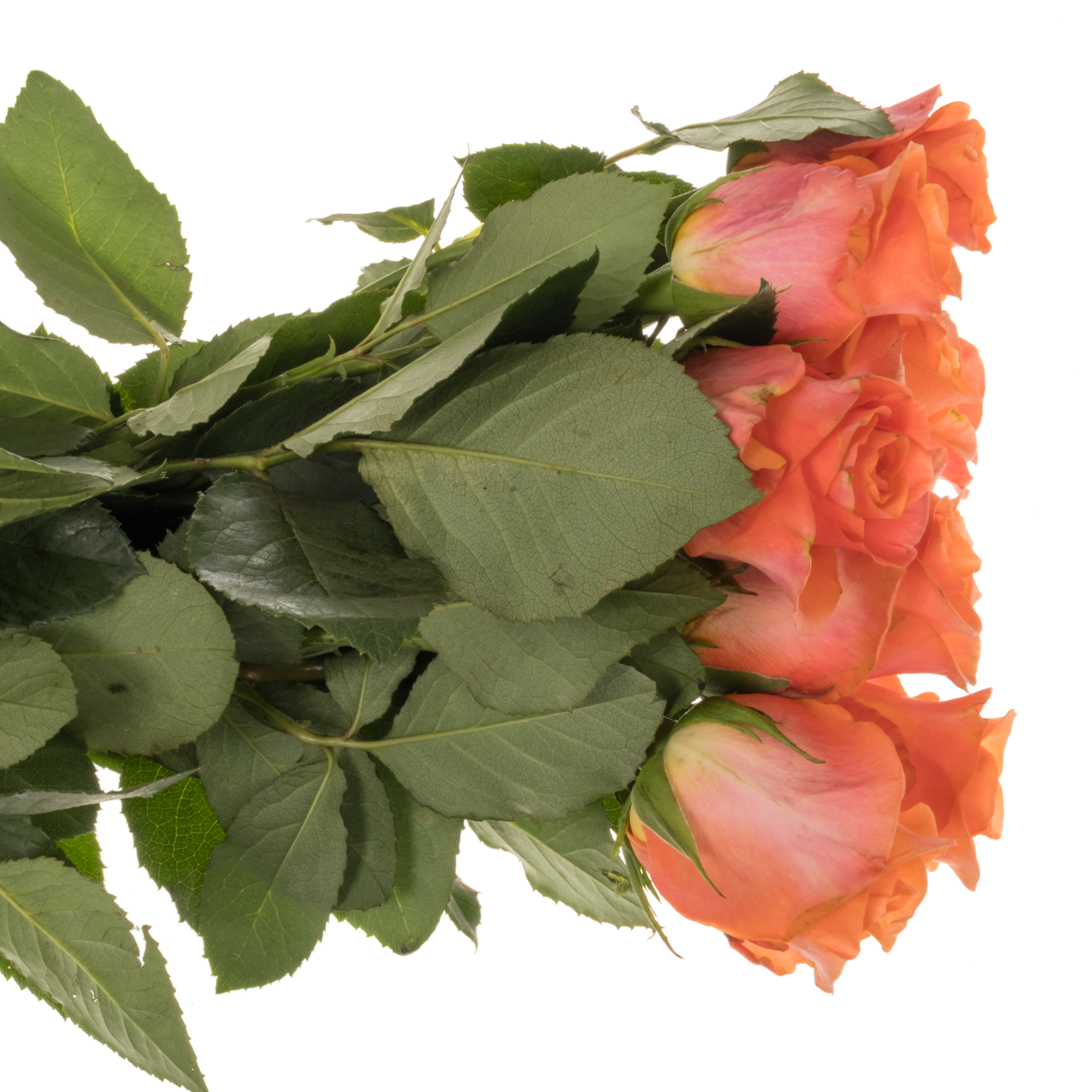 Rose orange Oriana 70cm
