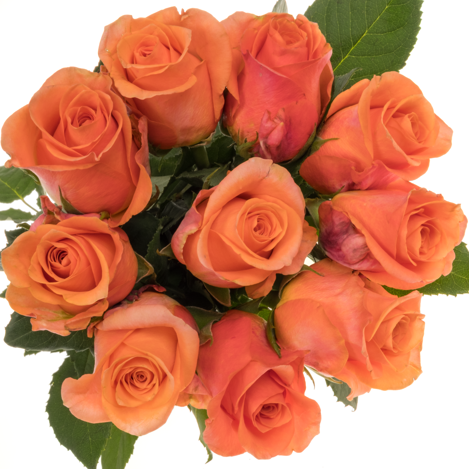 Rose orange Oriana 70cm