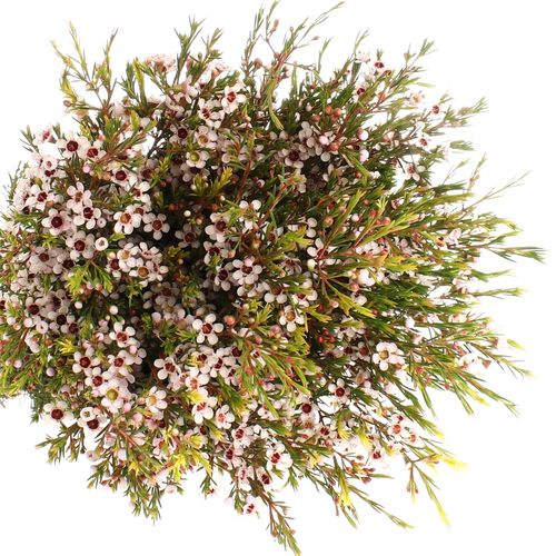 Wachsflower weiss Snowflake 25 Gramm 50cm