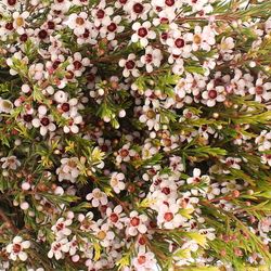 Wachsflower weiss Snowflake 25 Gramm 50cm