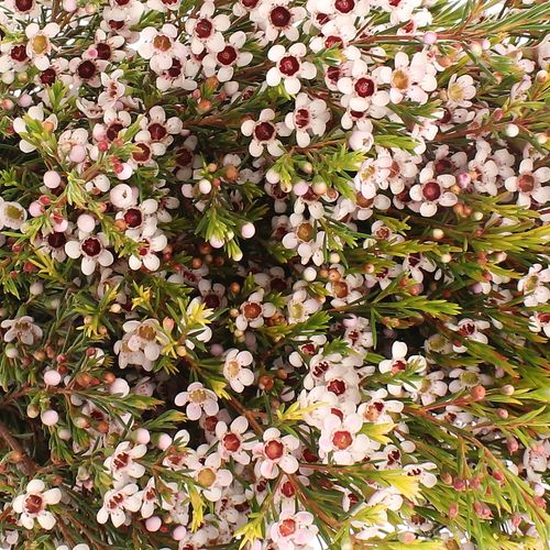 Wachsflower weiss Snowflake 25 Gramm 50cm