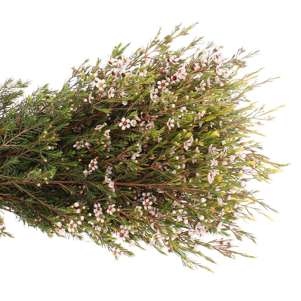 Wachsflower weiss Snowflake 25 Gramm 50cm