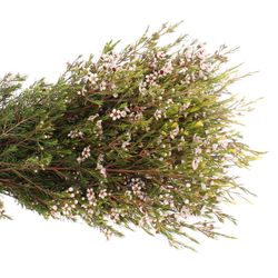 Wachsflower weiss Snowflake 25 Gramm 50cm