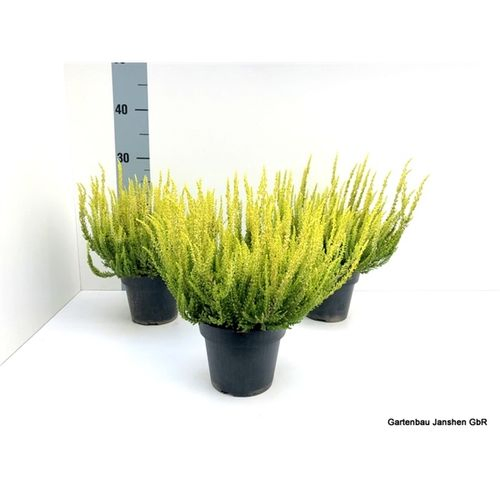 Calluna Bl gelb T13 H22