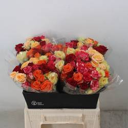 Rose verzweigt mix Hot 4+Blüte 40cm