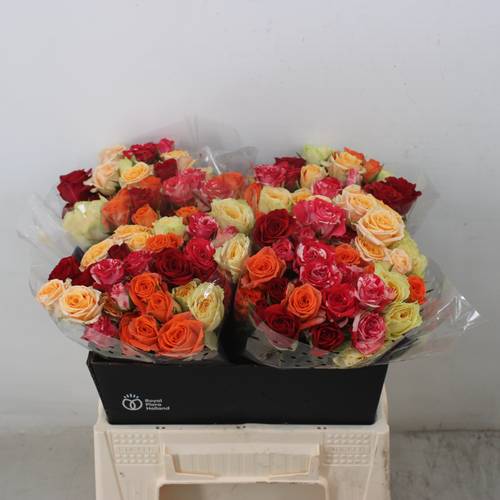 Rose verzweigt mix Hot 4+Blüte 40cm