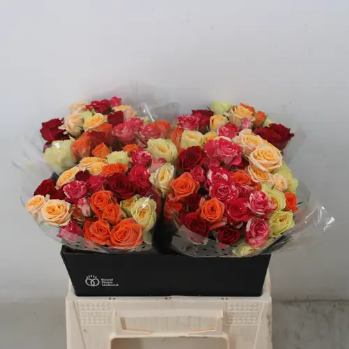 Rose verzweigt mix Hot 4+Blüte 40cm